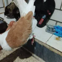 کبوتر دوکت نر
