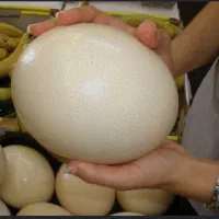 تخم شتر مرغ خالی