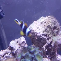 دلقک ماهی کلارکی هندی