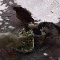 اردک و جوجه محلی