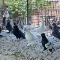 کفتر یا کبوتر ترک اصیل سینه دمبی ماده|پرنده|شیراز, حومه شیراز|دیوار