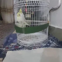 عروس‌هلندی