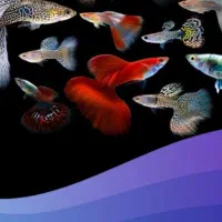 ماهی  زبرا گوپی کت