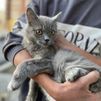 گربه بریتیش لانگ هیر