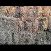 یونجه