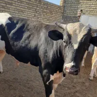 گوساله