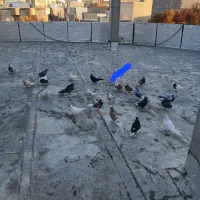 کبوتر‌ساعتی