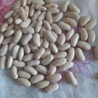 لوبیا|خوردنی و آشامیدنی|تیران, |دیوار