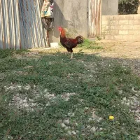 مرغ و خروس دورگه