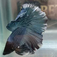 فروش ماهی فایتر هالفمون وارداتی|ماهی|تهران, سلسبیل جنوبی|دیوار