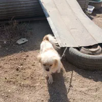 واگذاری سگ پاپی نژاددار|سگ|برخوار, |دیوار