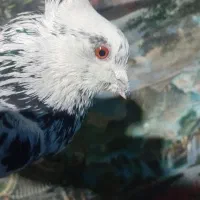 کبوتر|پرنده|ورامین, خیر آباد|دیوار