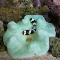 ..ابشورماهی و ..mahi