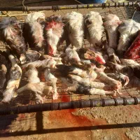 کله پاچه دومبه دلوجیگر فروشی