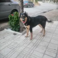 ژرمن ماده 7 ماهه