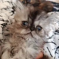 واگذاری گربه پرشین چین چیلا|گربه|اصفهان, سعادت‌آباد|دیوار