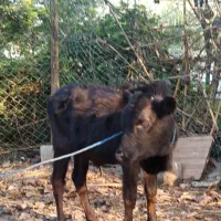 ورزا کوله سیاه دوتا چالوسی ومیزان|حیوانات مزرعه|رشت, حومه رشت|دیوار