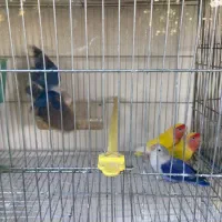 مرغ عشق عروس هلندی کوتوله|پرنده|باخزر, |دیوار