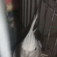 طوطی عروس هلندی آلبینو