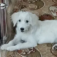 سگ شیتزو فقط ۳ تومن