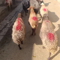 10رس میش آبستن قیمت مناسب