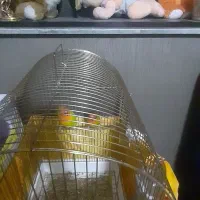 کوتوله برزیلی باهمه ی وسایل هاش|پرنده|ماهدشت, |دیوار