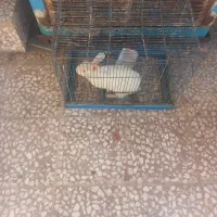 خرگوش