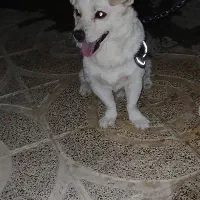 سگ پا کوتاه