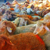 بره سفید عرضه بهداشتی گوسفند نر پلاکدار بهداشتی|حیوانات مزرعه|مشهد, آبکوه|دیوار
