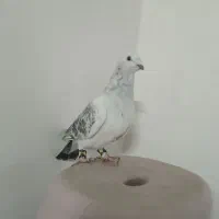 کبوتر
