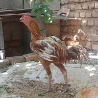 خروس لاری اصل افغان