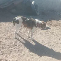 سگ سرابی|سگ|خوسف, |دیوار