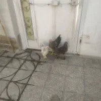 دو عدد خروس برهما 6 ماهه|حیوانات مزرعه|مرودشت, مسجد رسول‎|دیوار