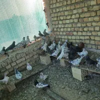 فروش کبوتر|پرنده|اصفهان, قهجاورستان|دیوار