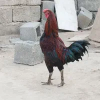 معاوضه مرغ و خروس آواز خوان