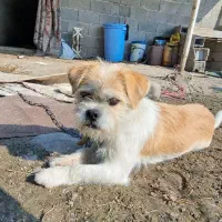 سگ شیتزو ماده اماده جفت گیری