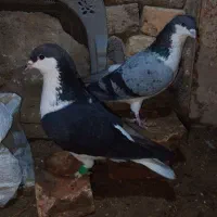 دوتا کفتر رنگه درجه یک|پرنده|چناران, |دیوار