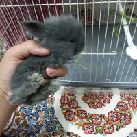 خرگوش لوپ اصل