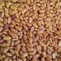 حبوبات درجه یک|خوردنی و آشامیدنی|شیراز, طلاب|دیوار
