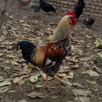 فروش ۳تا خروس محلی