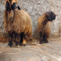 جفت میش اصیل بختیاری