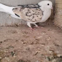 شازده نر دورنگ|پرنده|شهریار, فرارت|دیوار