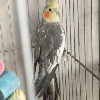 طوطی عروس معاوضه