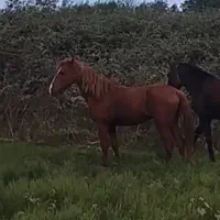 اسب گمشده به یابنده مژدگانی داده میشود|حیوانات|بندر انزلی, کلیور|دیوار