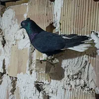 کبوتر دم سفید