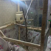 انواع قفس با سایز مختلف و وسایل  رایگان