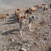 ماده خراسانی اصیل