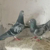 6عدد کبوتر پلاکی