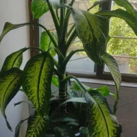 گل دیفن|گل و گیاه طبیعی|بانه, |دیوار