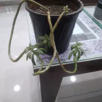 گلسرای پیچک|گل و گیاه طبیعی|خوی, |دیوار